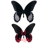 Menelaides deiphobus rumanzovia (Philippines) - male